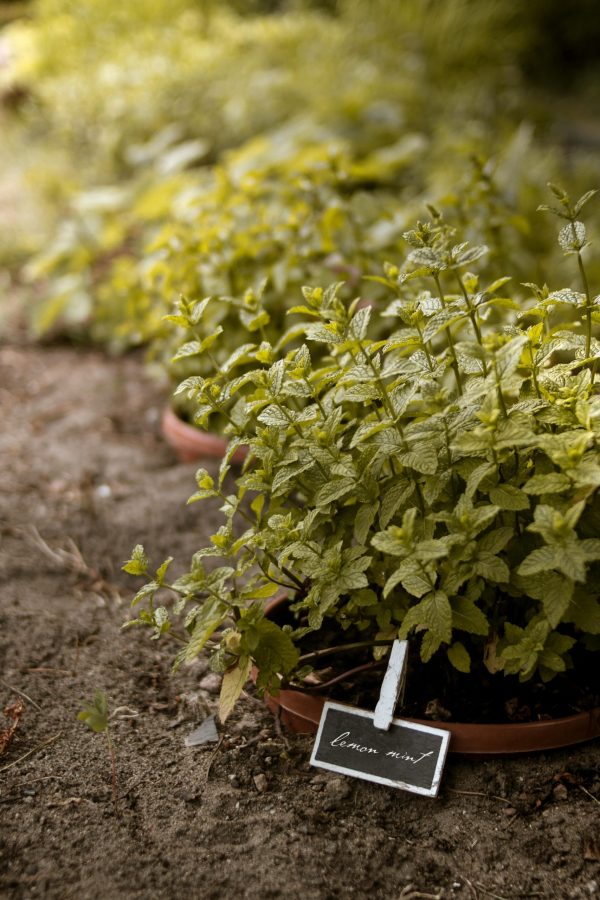 Gardening Services - Image 2